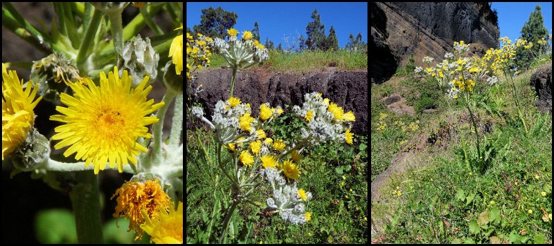 A (44) Sonchus acaulis.JPG